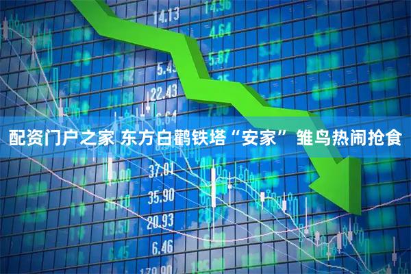 配资门户之家 东方白鹳铁塔“安家” 雏鸟热闹抢食